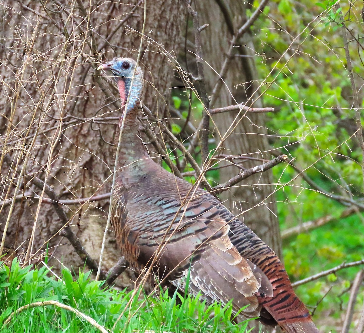 Wild Turkey - ML635050850