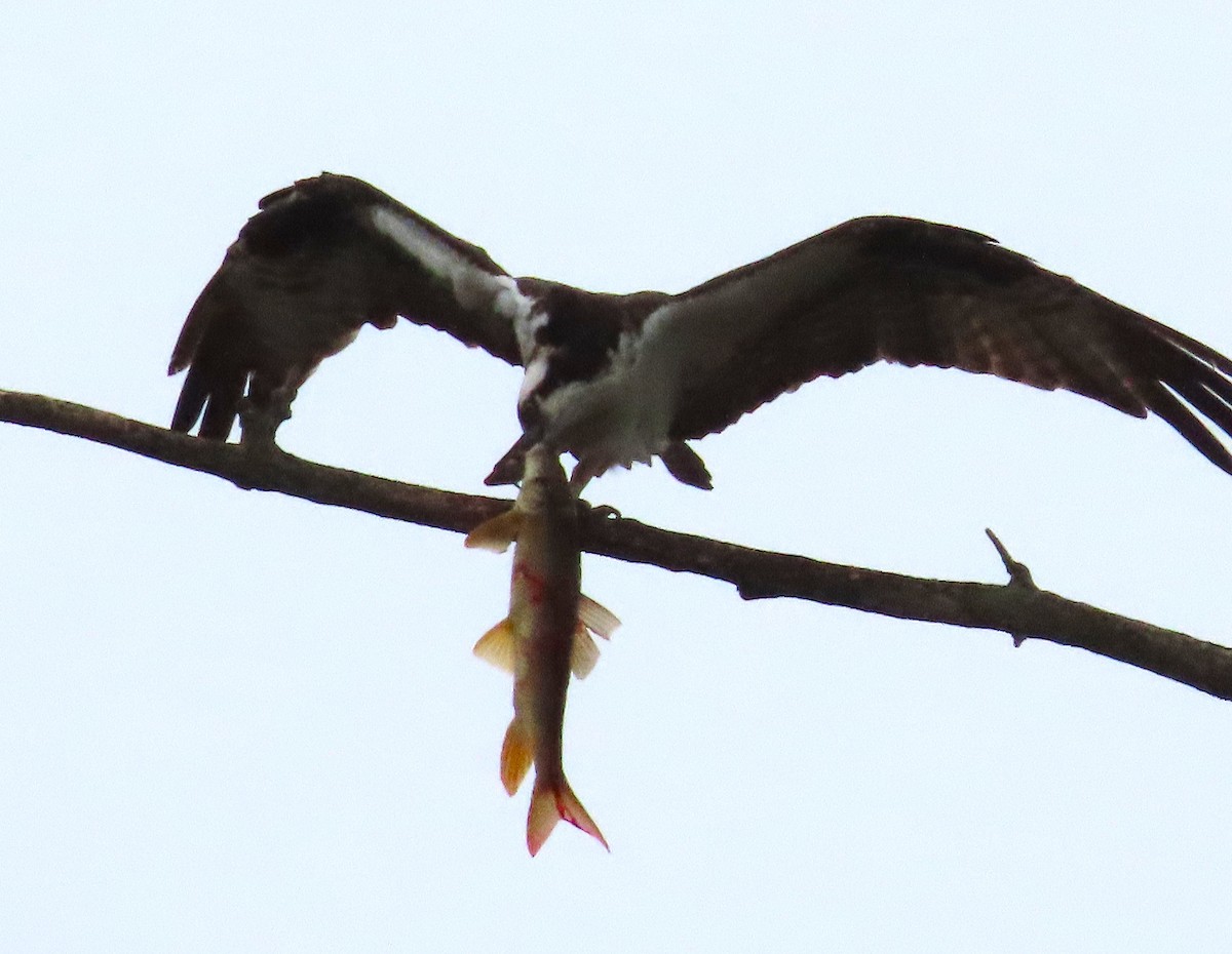 Osprey - ML635050877