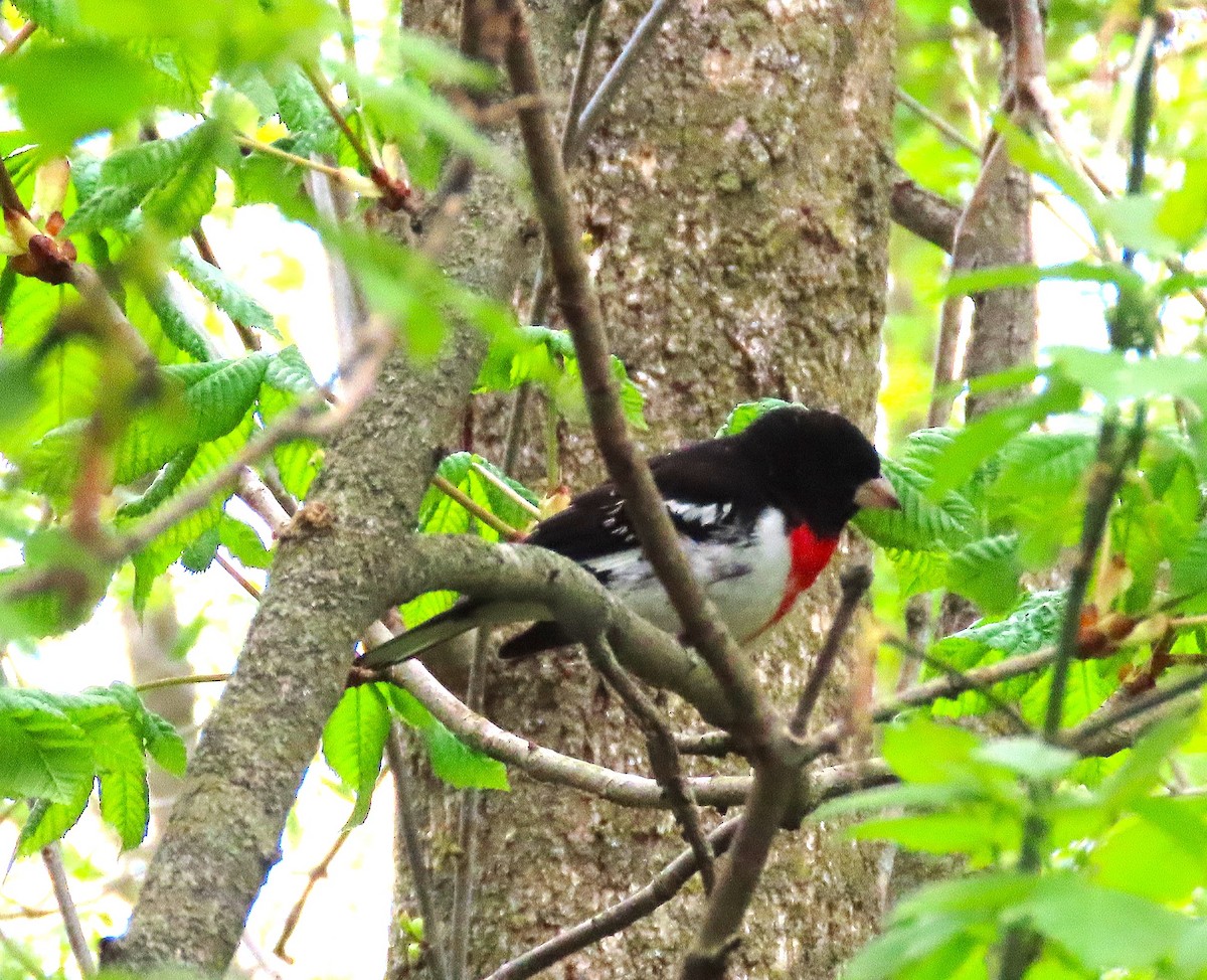 Rose-breasted Grosbeak - ML635050896