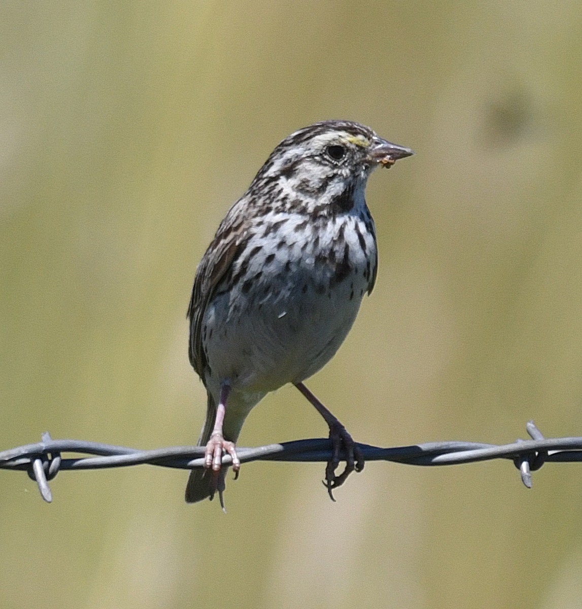 Savannah Sparrow - ML63505101