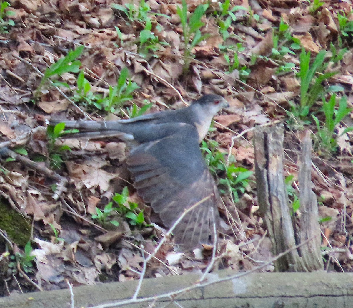 Cooper's Hawk - ML635051072