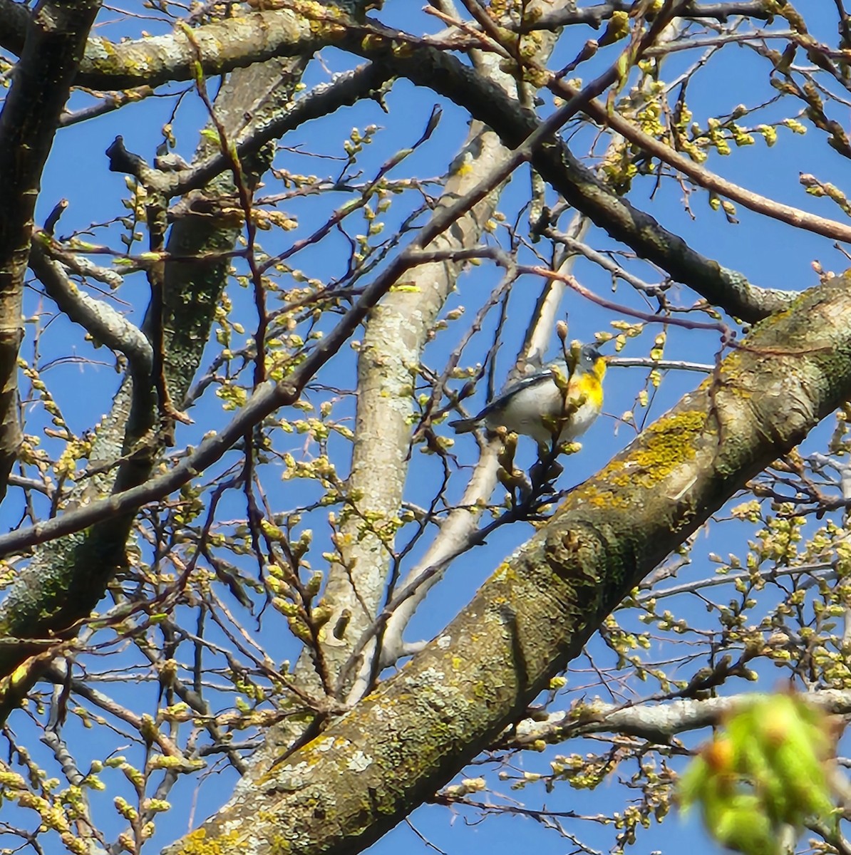 Northern Parula - ML635051105