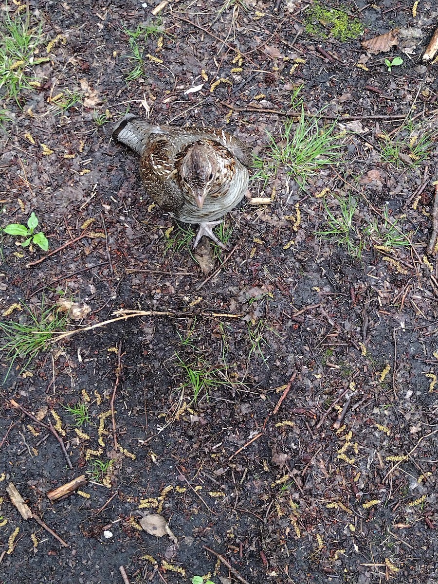 Ruffed Grouse - ML635051118
