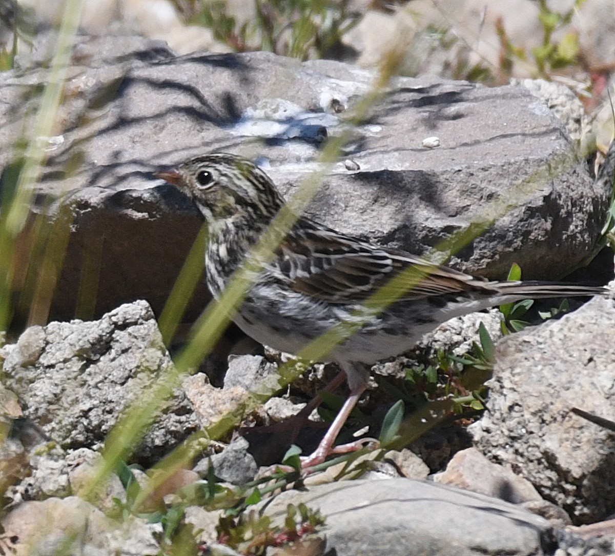 Vesper Sparrow - ML63505121