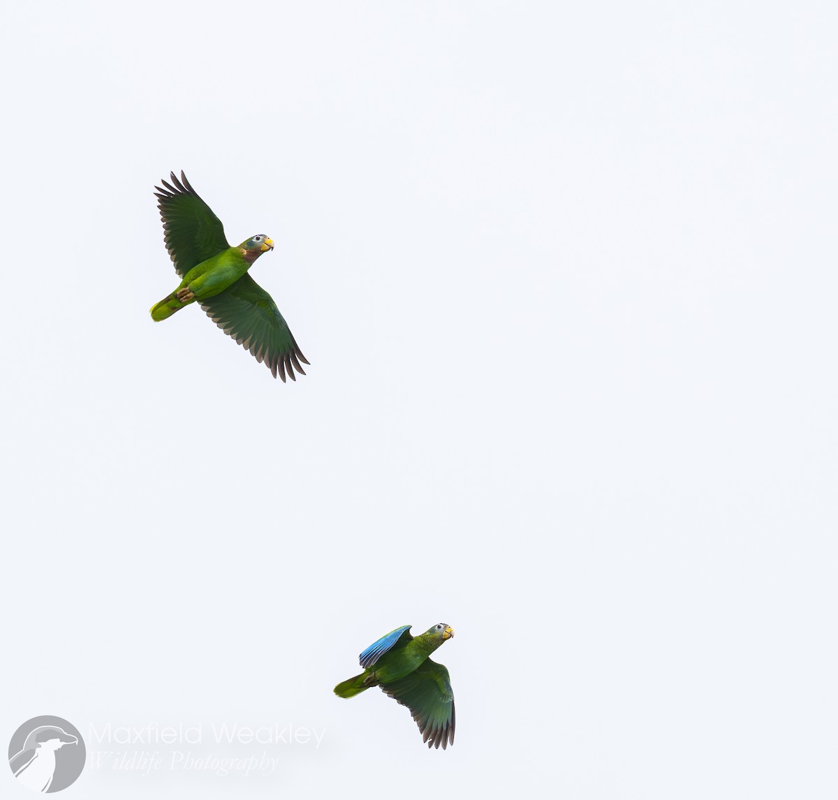 Yellow-billed Amazon - ML635051355