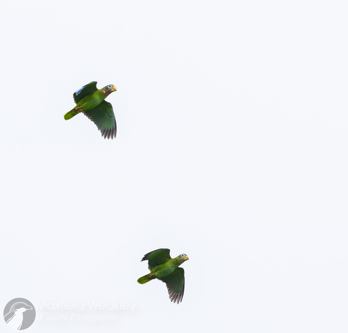 Yellow-billed Amazon - ML635051363