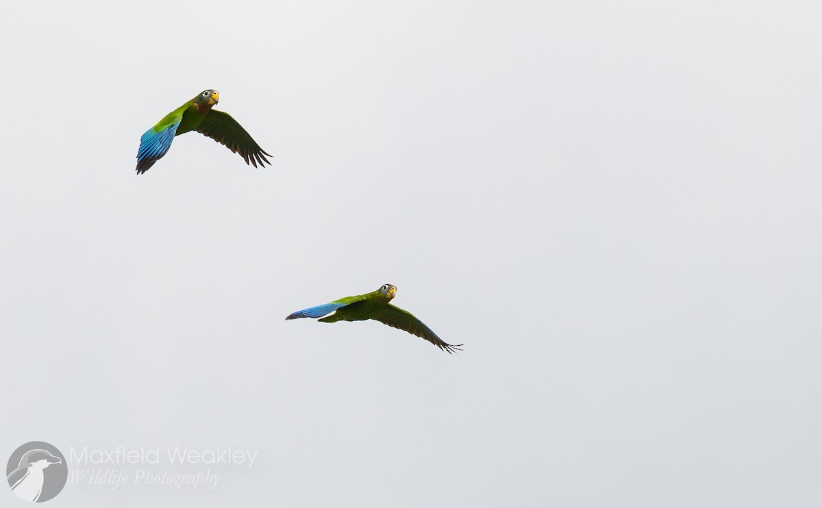 Yellow-billed Amazon - ML635051370
