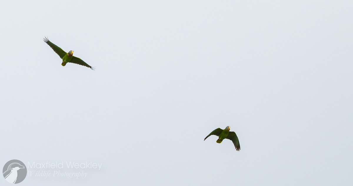 Yellow-billed Amazon - ML635051377