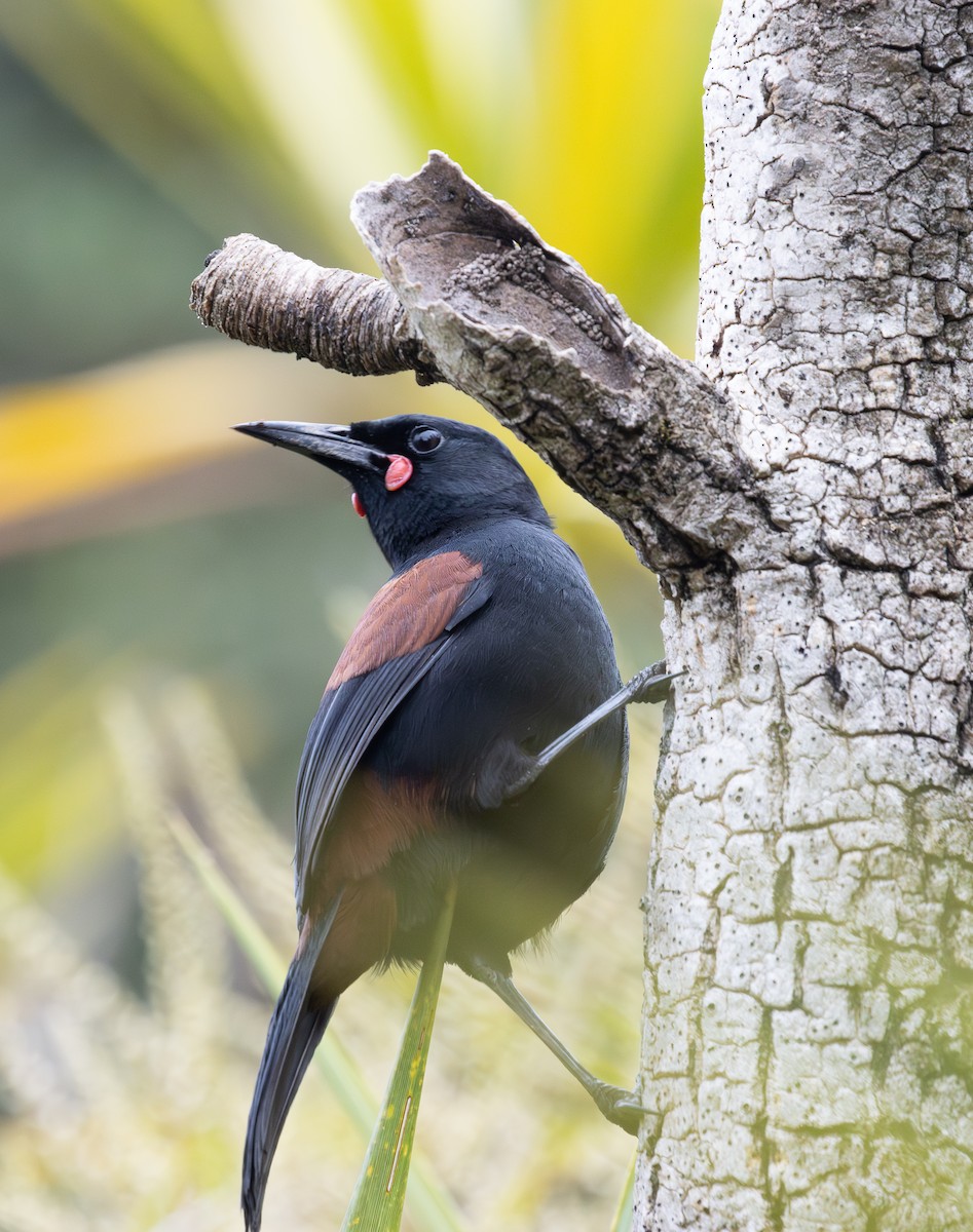 Tieke de Isla Norte - ML635051381