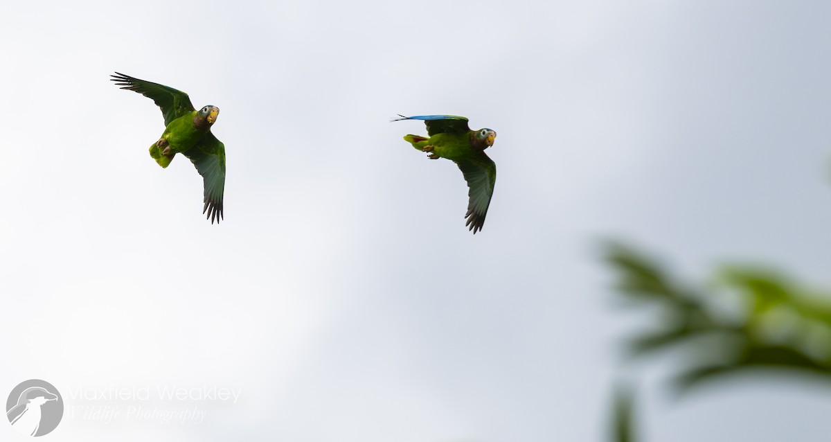 Yellow-billed Amazon - ML635051387