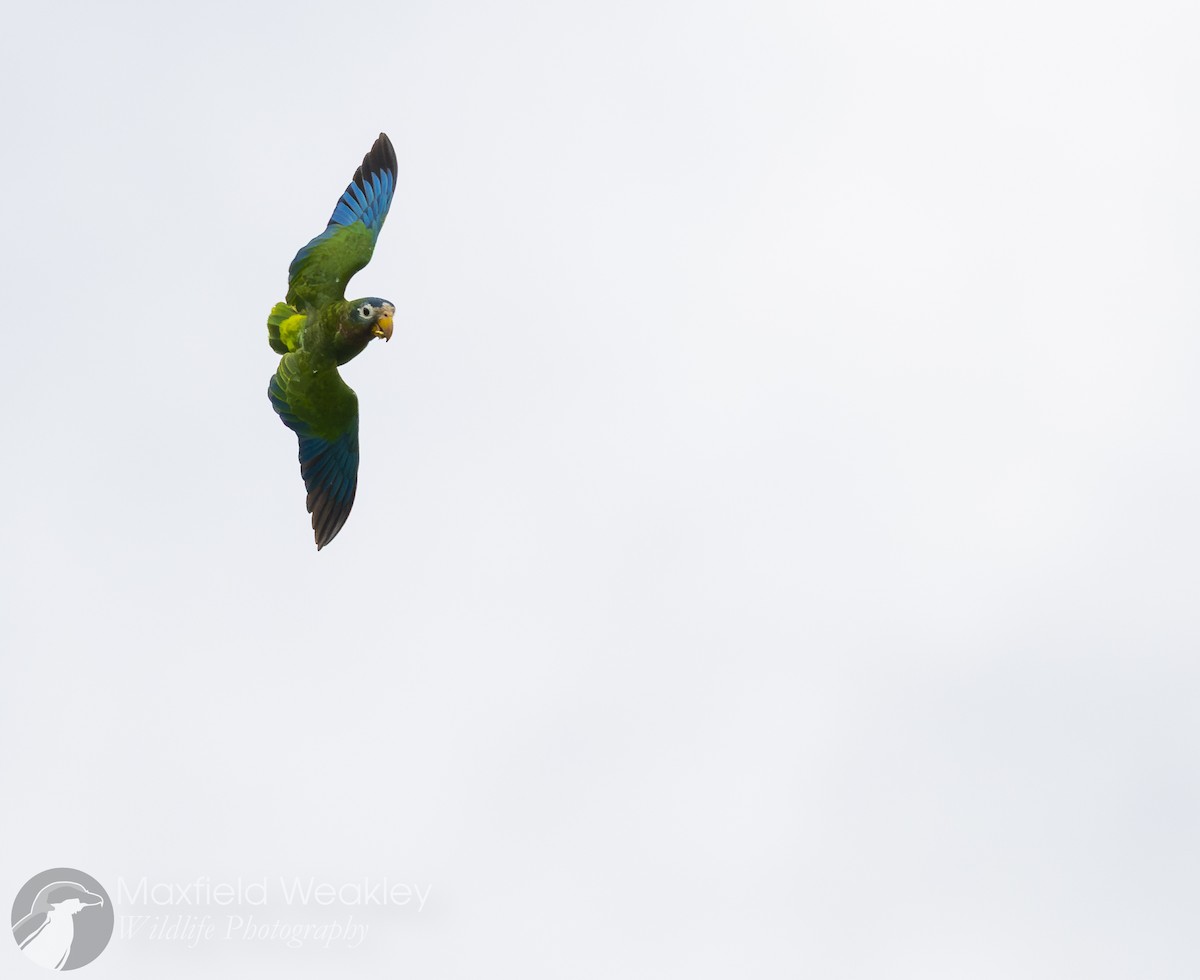 Yellow-billed Amazon - ML635051390