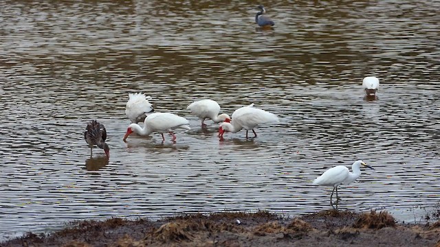 White Ibis - ML635051426