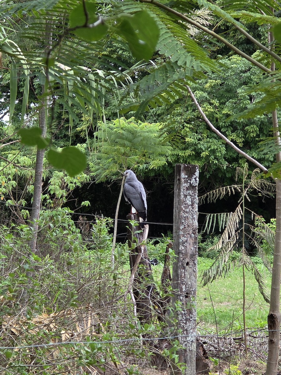 Crane Hawk - ML635051440