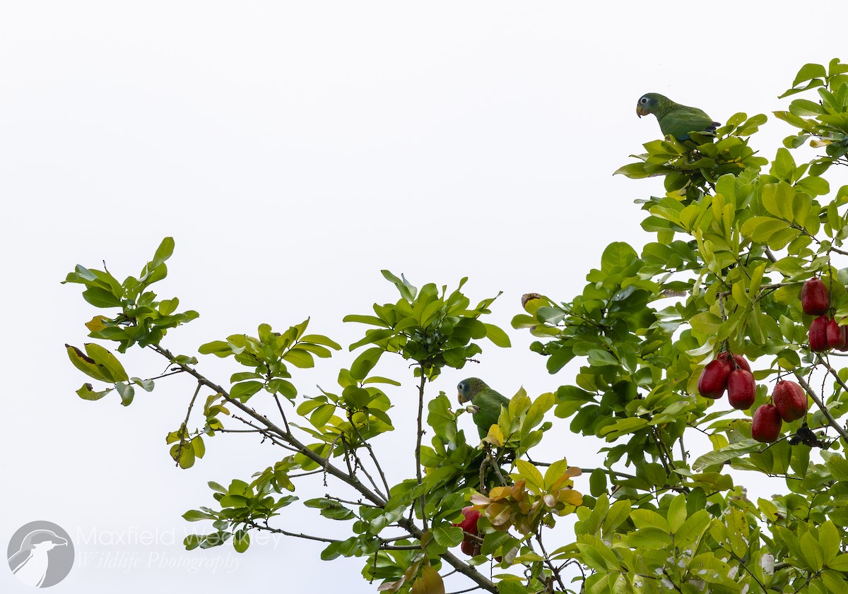 Yellow-billed Amazon - ML635051450