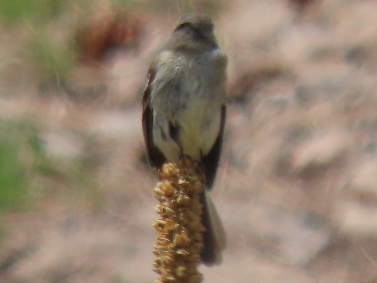 Dusky Flycatcher - ML635051510