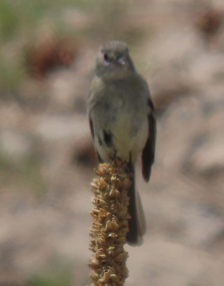 Dusky Flycatcher - ML635051522