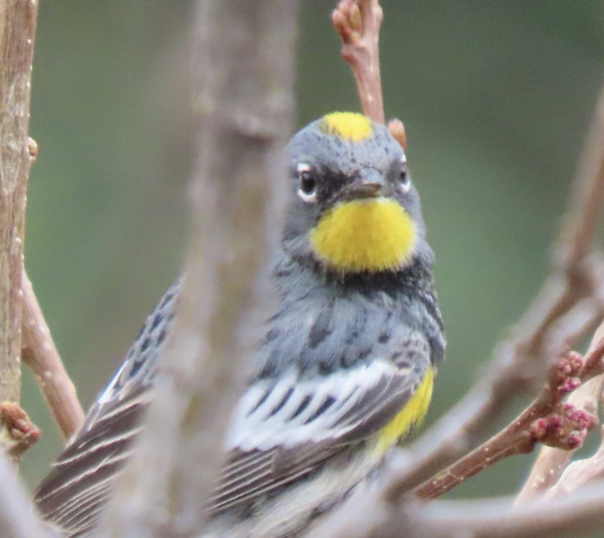 Yellow-rumped Warbler (Audubon's) - ML635051558