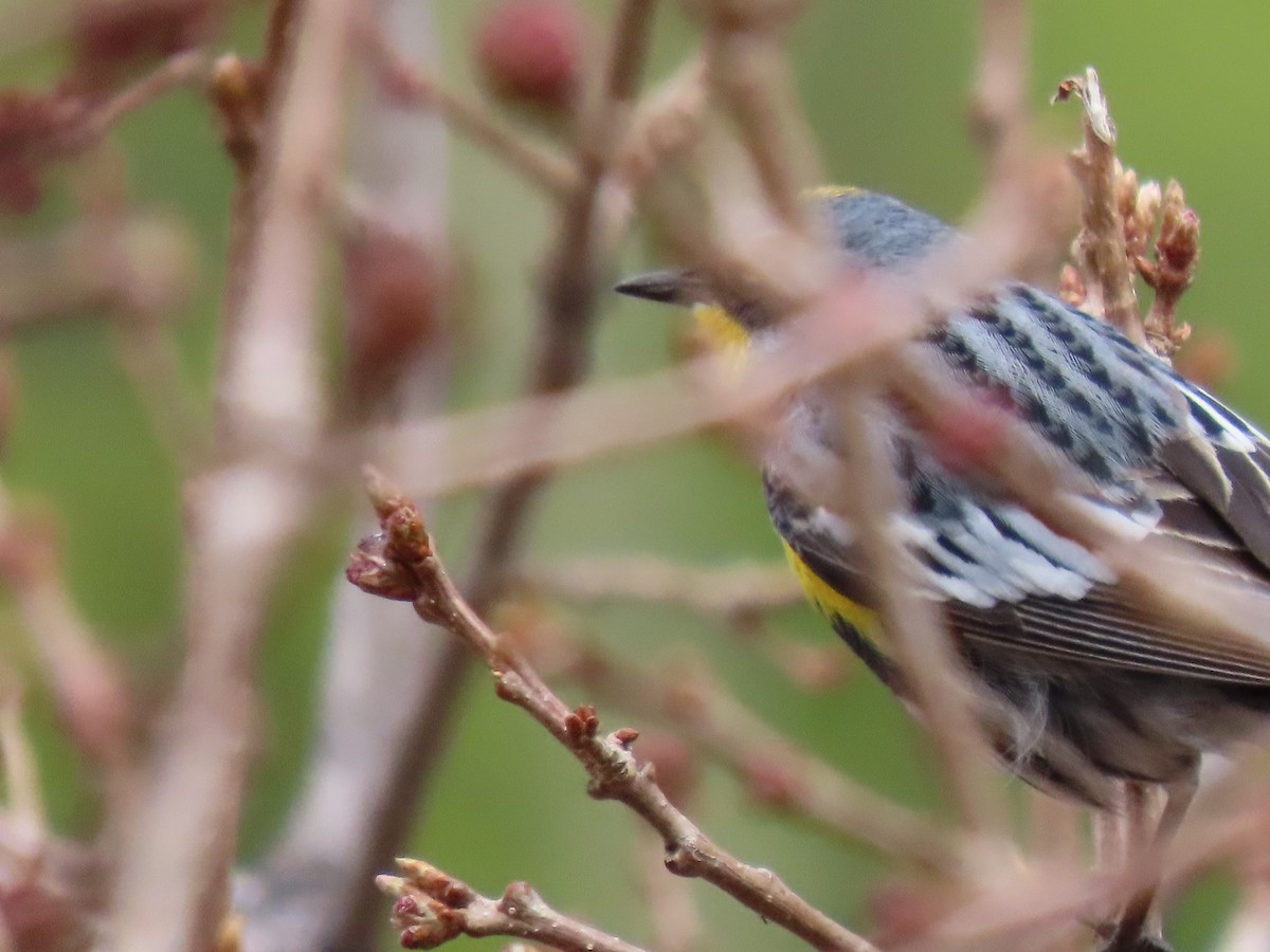 Yellow-rumped Warbler (Audubon's) - ML635051563