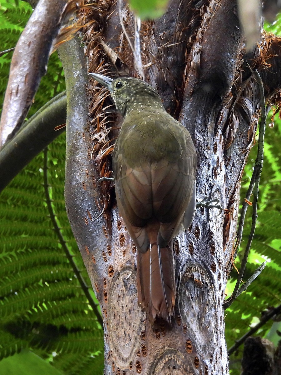 Olive-backed Woodcreeper - ML635051662