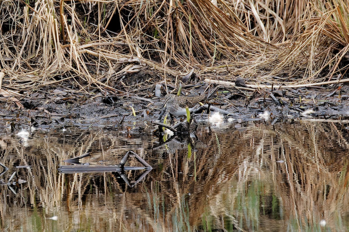 eremittsnipe - ML635051702