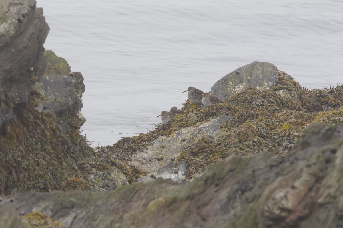 Purple Sandpiper - ML635051719