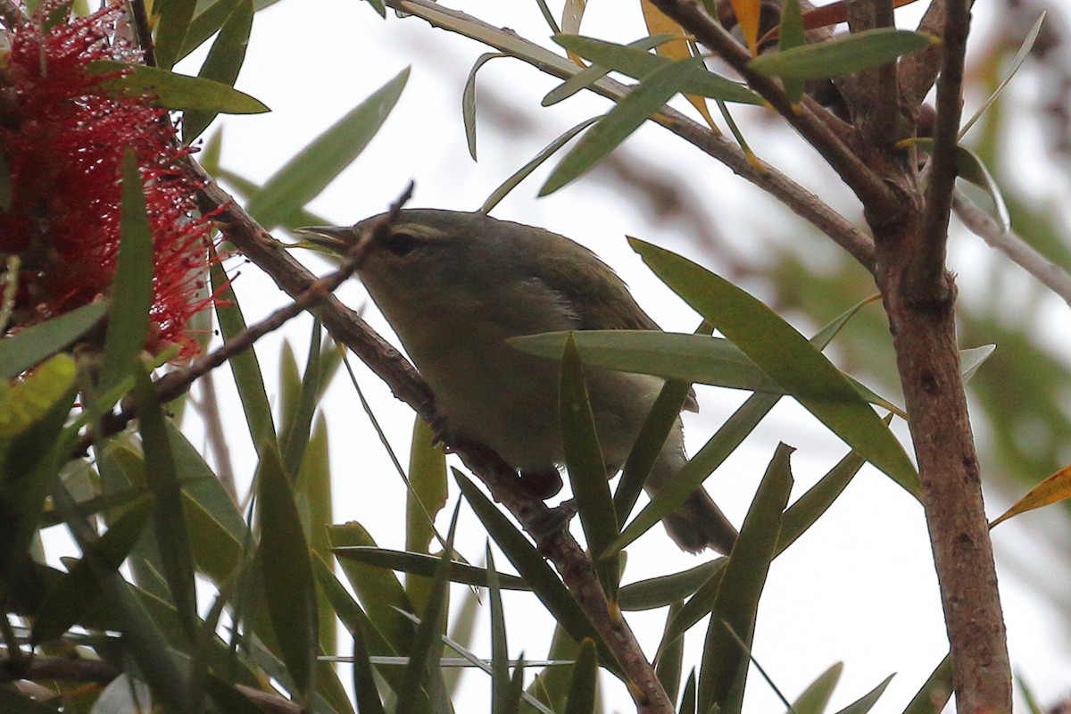 Tennessee Warbler - ML635051886
