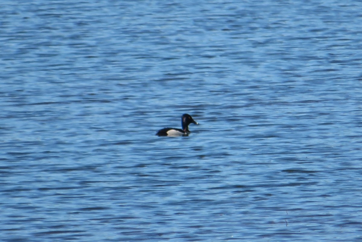 環頸潛鴨 - ML635051891