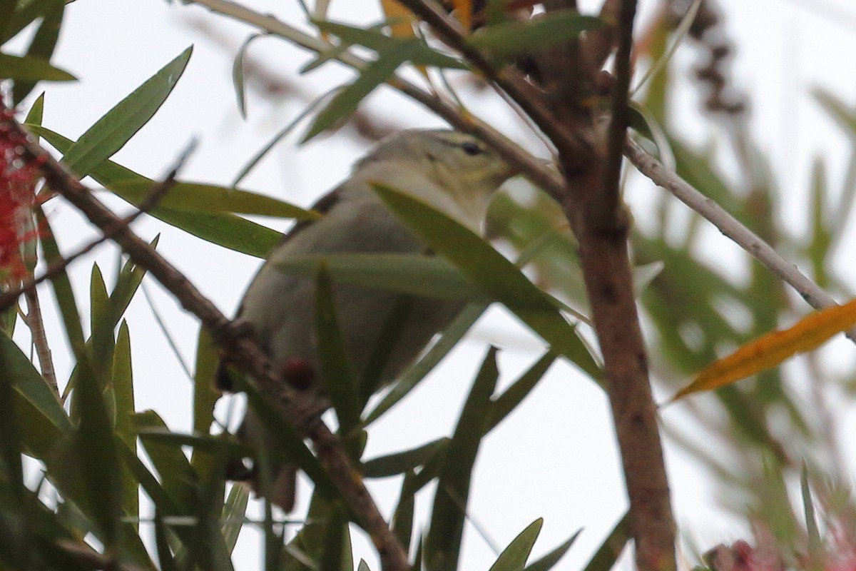 Tennessee Warbler - ML635051935
