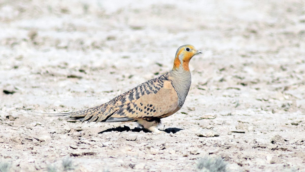 Pallas's Sandgrouse - ML635051982