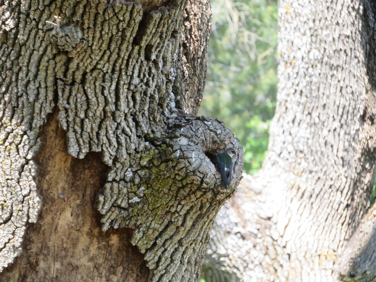 Violet-green Swallow - ML635052014