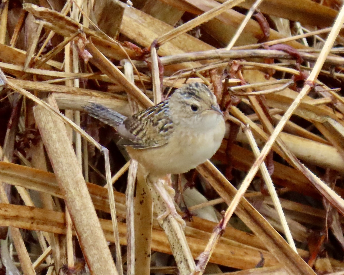Sedge Wren - ML635052047