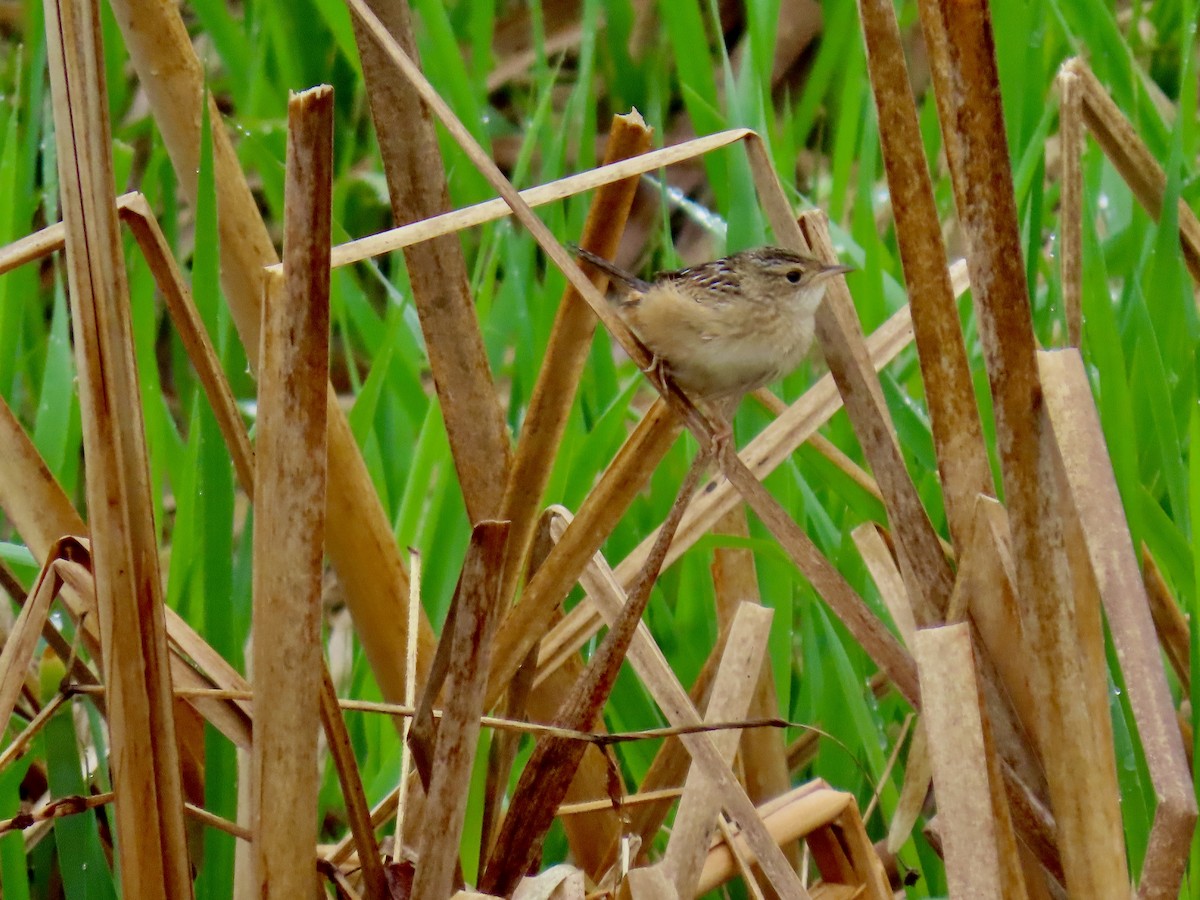 Sedge Wren - ML635052049