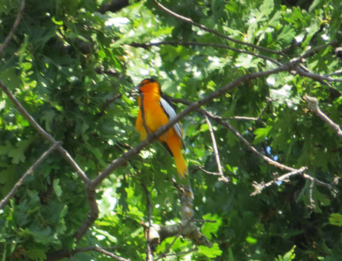 Bullock's Oriole - ML635052076