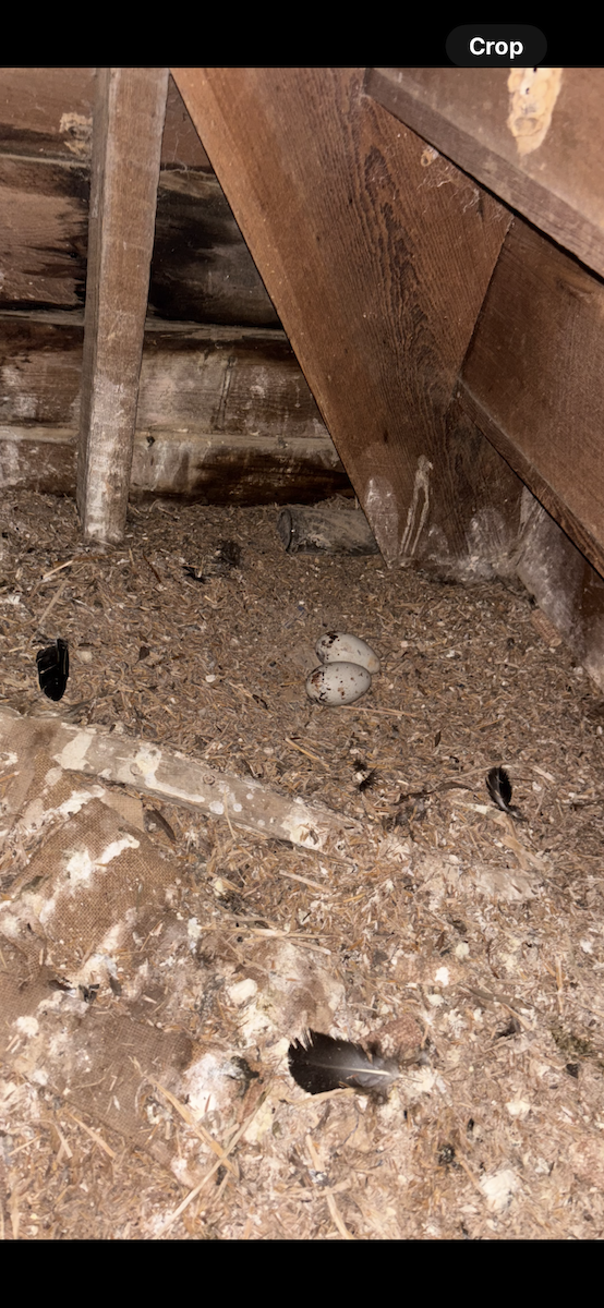 Black Vulture - ML635052215