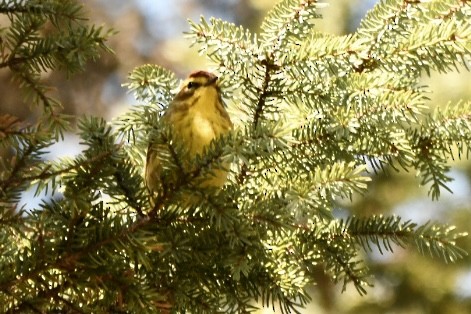 Palm Warbler - ML635052291