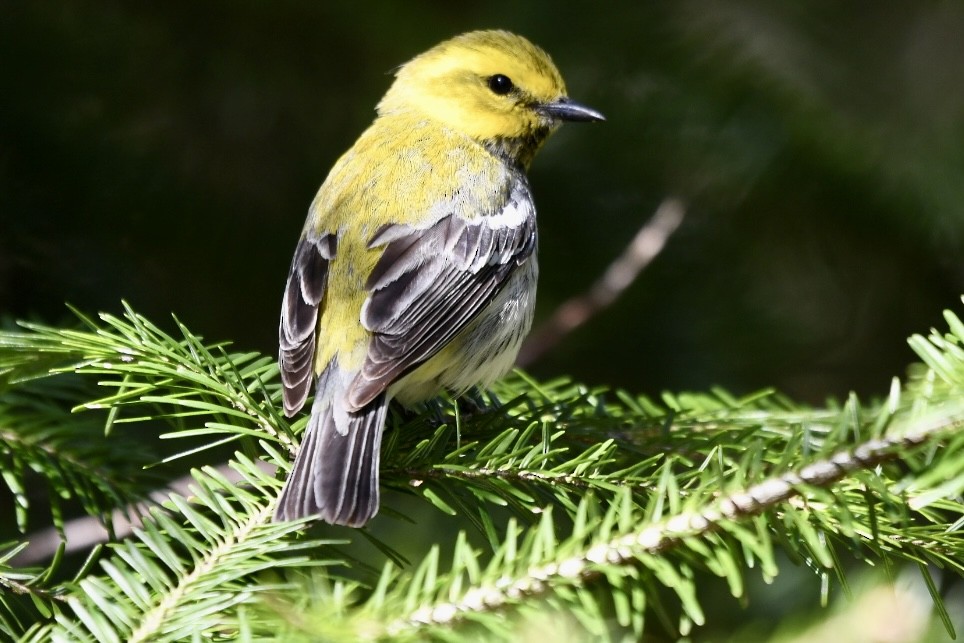 Black-throated Green Warbler - ML635052304