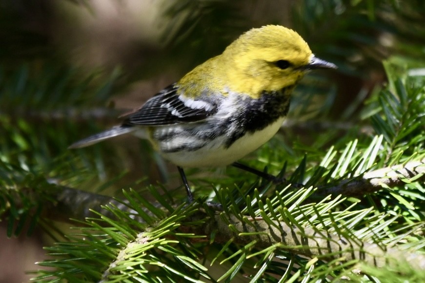 Black-throated Green Warbler - ML635052306