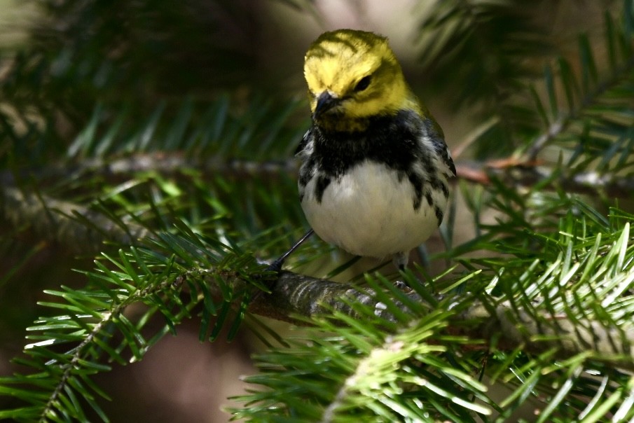 Black-throated Green Warbler - ML635052307
