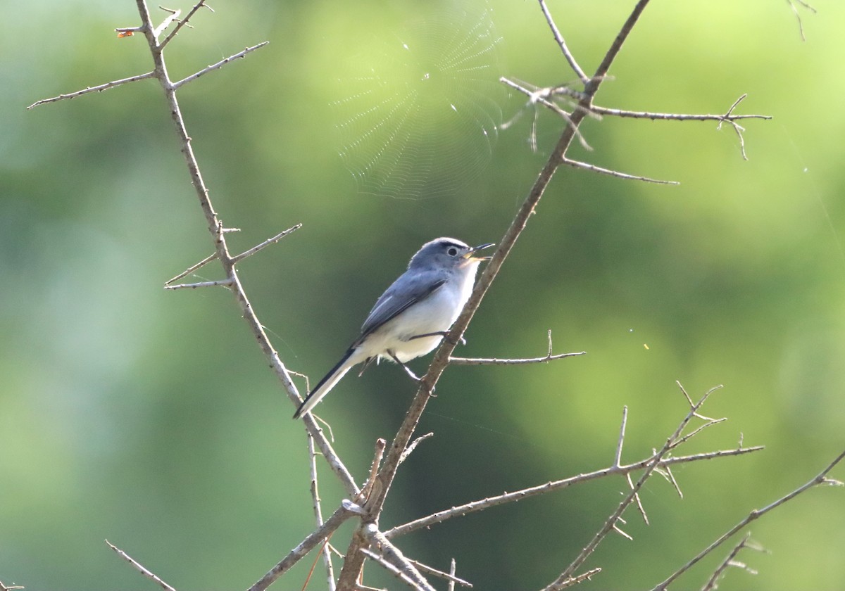 Blue-gray Gnatcatcher - ML635052309