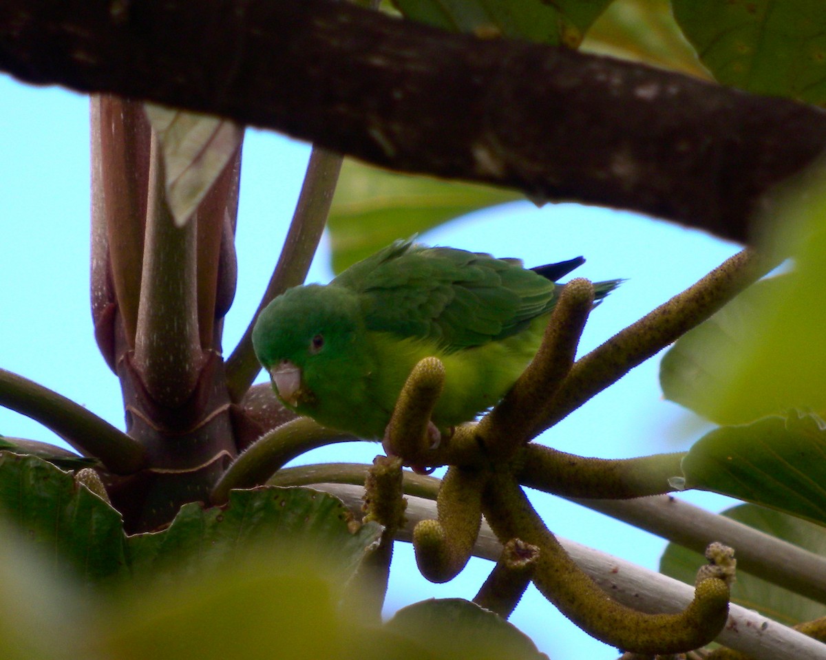 papoušíček amazonský - ML63505231