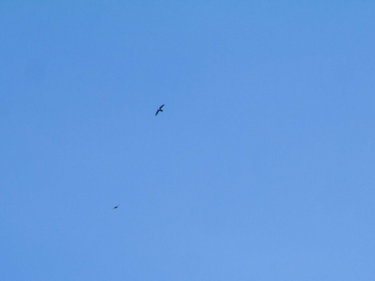 White-collared Swift - ML635052360