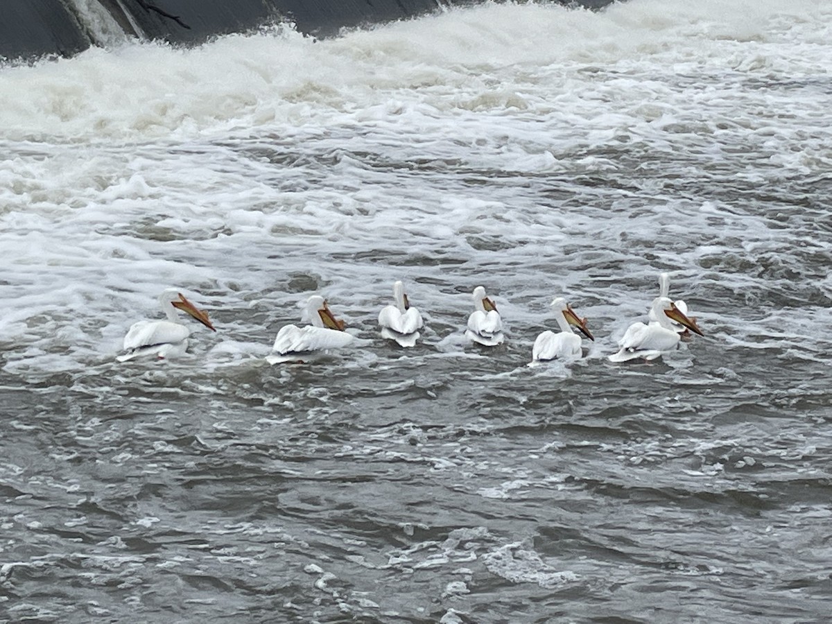 American White Pelican - ML635052381