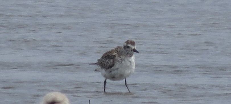Black-bellied Plover - ML635052447