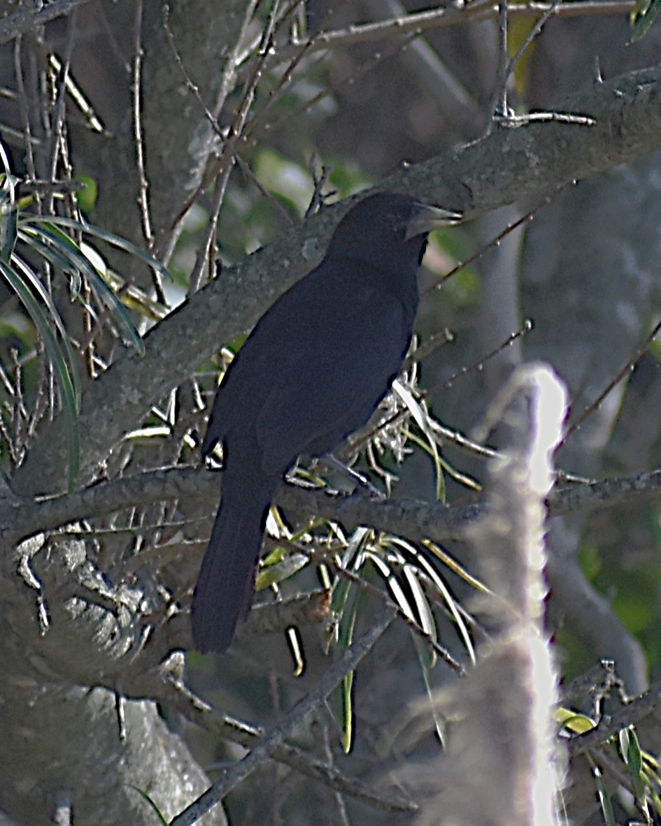 Stahlkassike - ML635052476