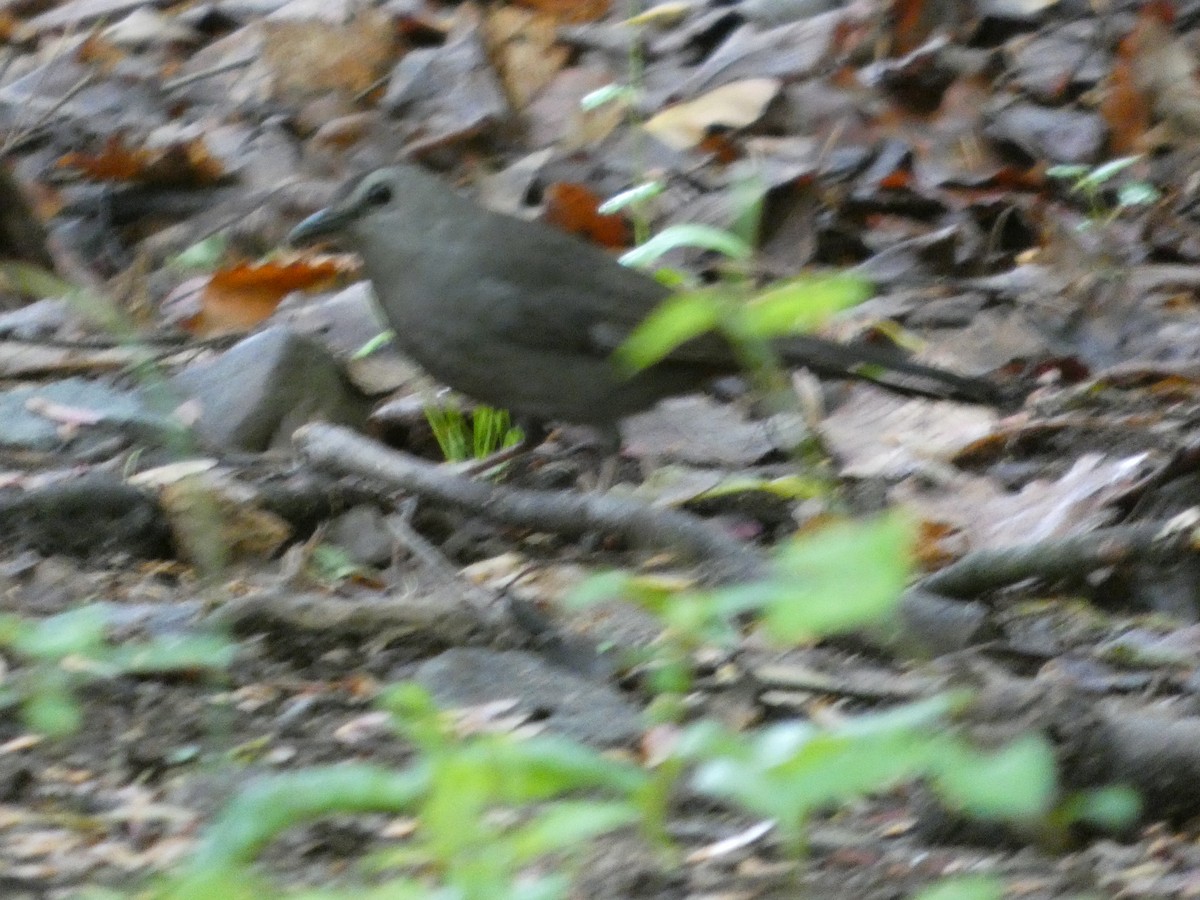 Gray Catbird - ML635052497