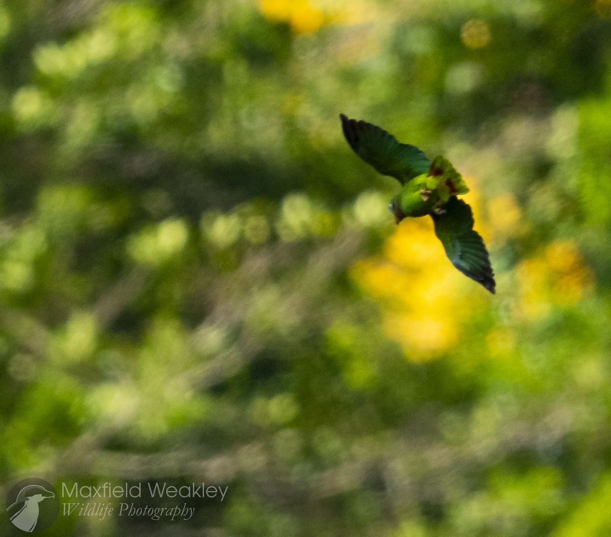 Yellow-billed Amazon - ML635052516