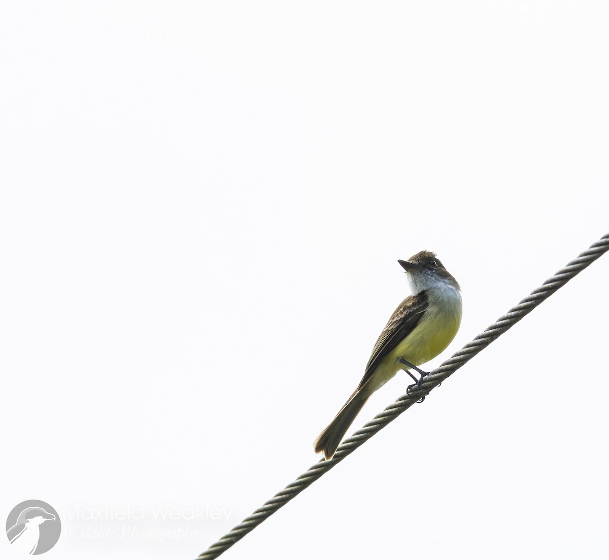 Sad Flycatcher - ML635052523