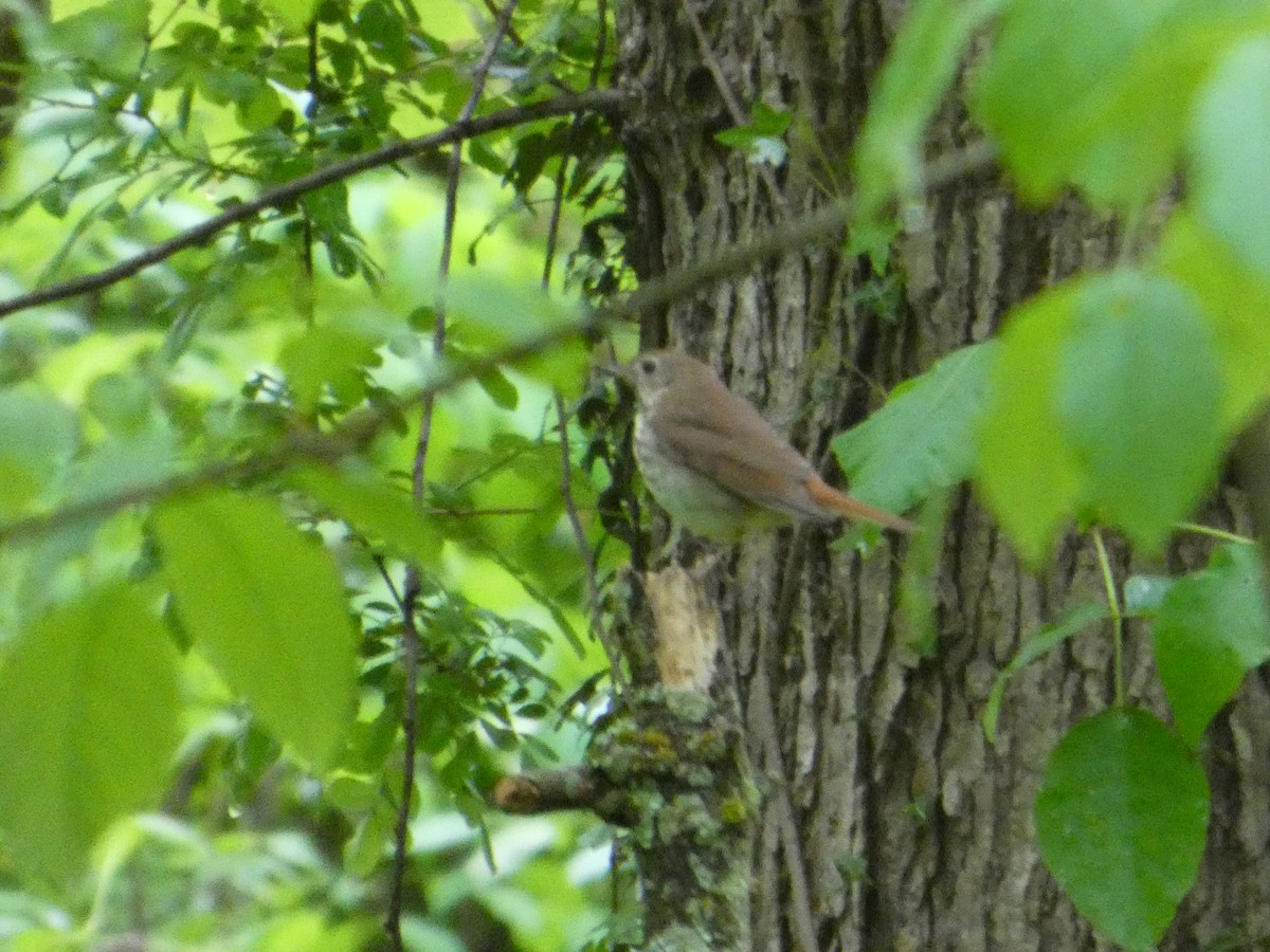 Hermit Thrush - ML635052656
