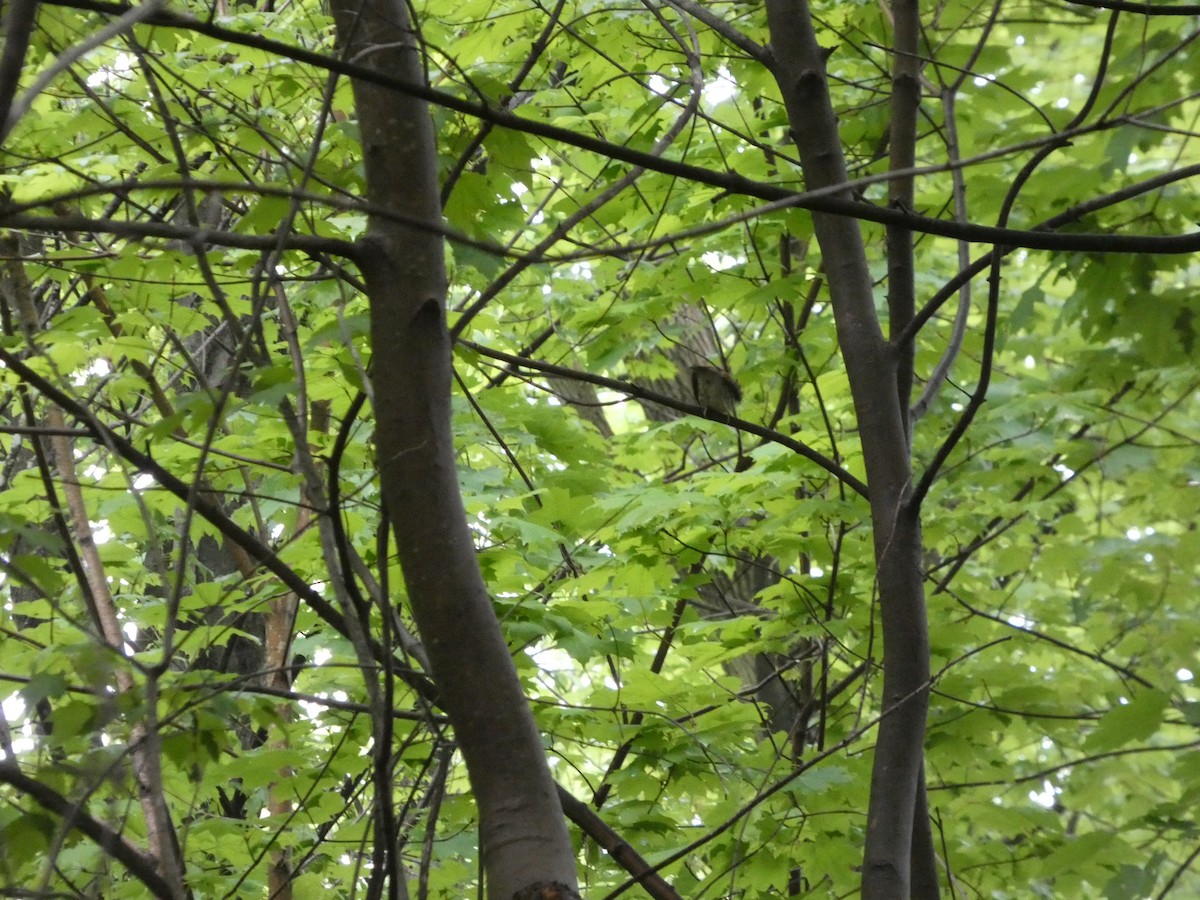 Wood Thrush - ML635052724