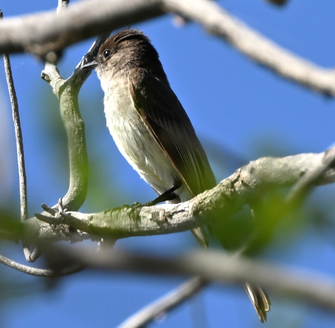 tyranovec domácí - ML635052770